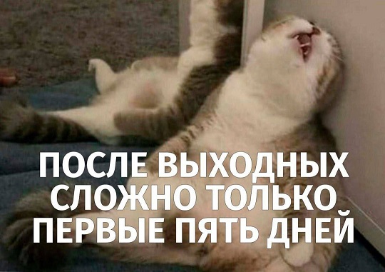 Меня твой шеф прислал