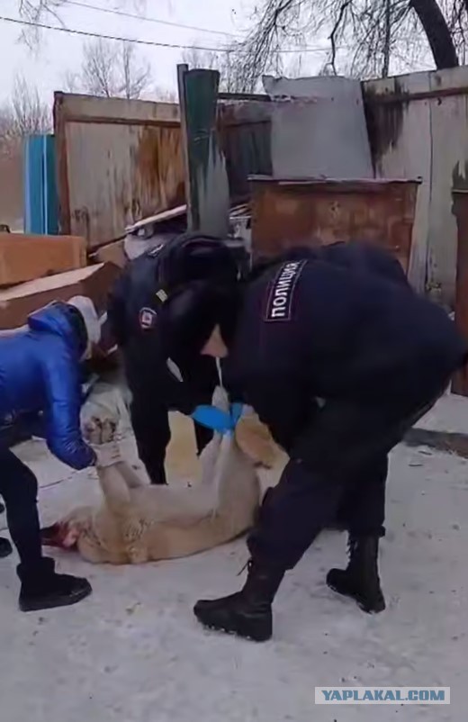 Бездомные собаки напали на десятилетнюю девочку в г.Николаевске-на-Амуре Хабаровского края