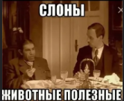 Героический слон отнял у мужика бананы