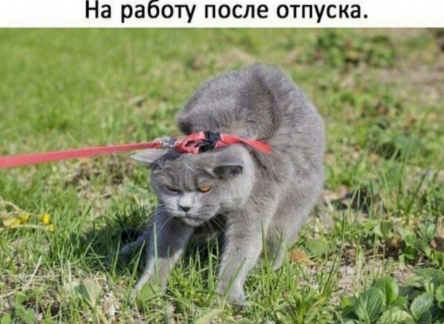 К котовторнику: подборка картинок-баянов с котиками и про котиков. Выпуск 25.