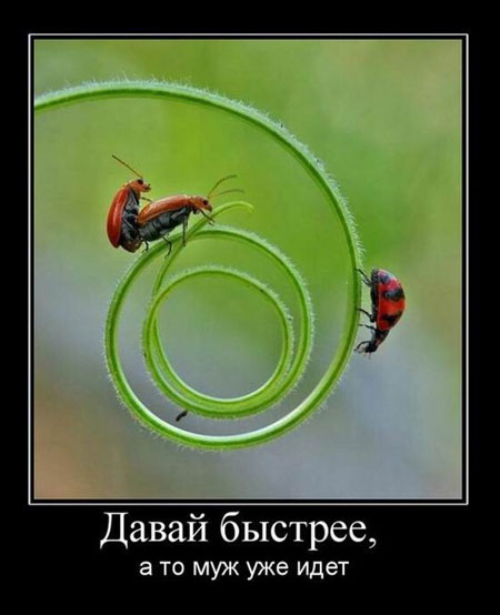 Заключительные баяны 2025