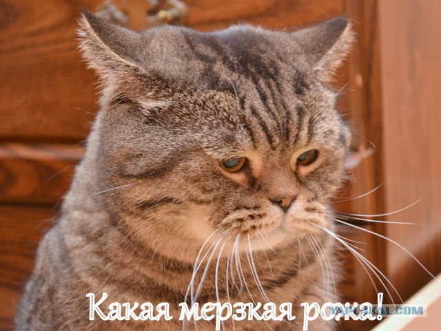 Невыразительные коты