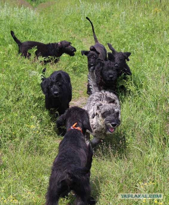 Собачья мимимишность