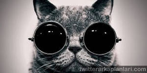 Коты ученых