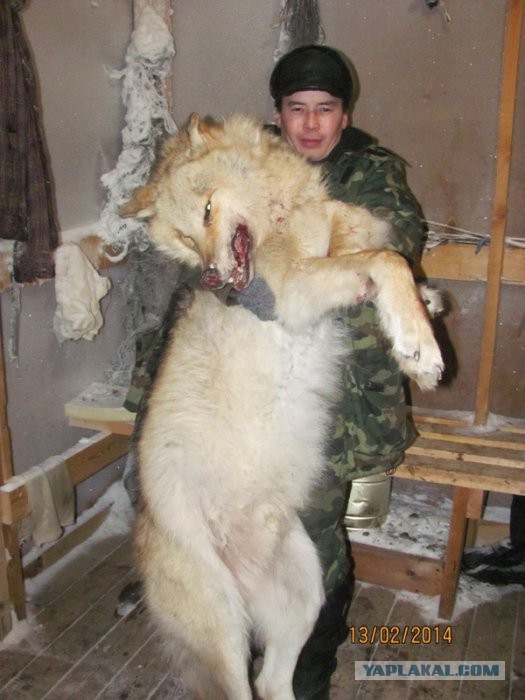 О борьбе с волками в Якутии
