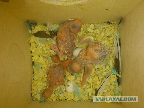 Как я попуганов размножала