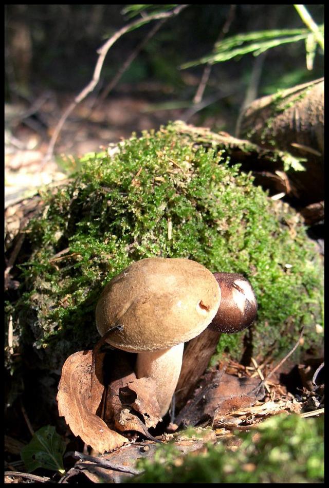 Осень - грибная пора