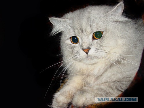 Котовторник 01.04.2014