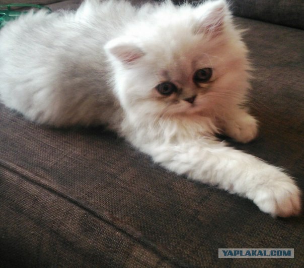 Котовторник 22.04.2014