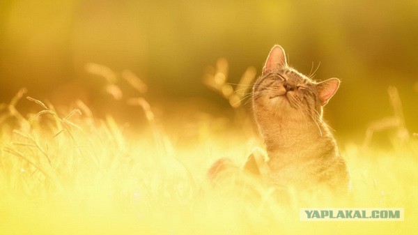 Наталья Поклонская. 1 мая. Симферополь.