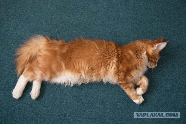 Котовторник 6.05.2014