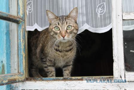 Реакция домашних котов, впервые вышедших на улицу