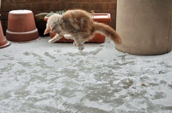 Реакция котэ на первый в его жизни снег.