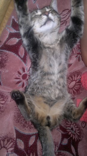 Котэ, которых застали врасплох