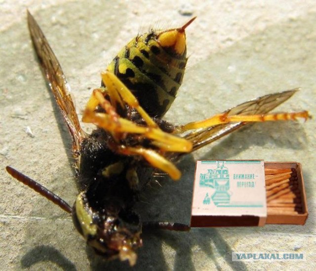 Массовое убийство и геноцид