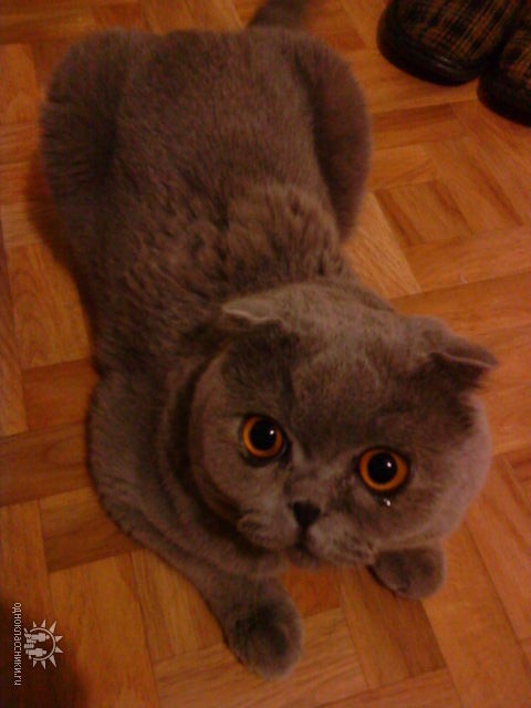 Никогда не поворачивайтесь спиной к большим кошкам