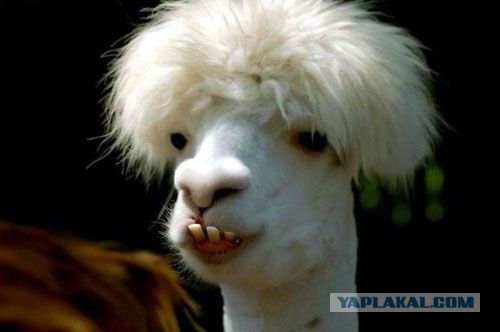 А на какой стороне конфликта будешь ты ЯПовец