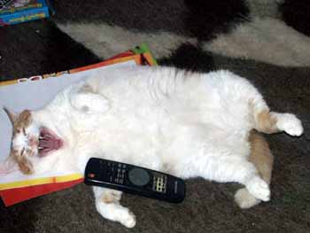 Коты, кошки, котята