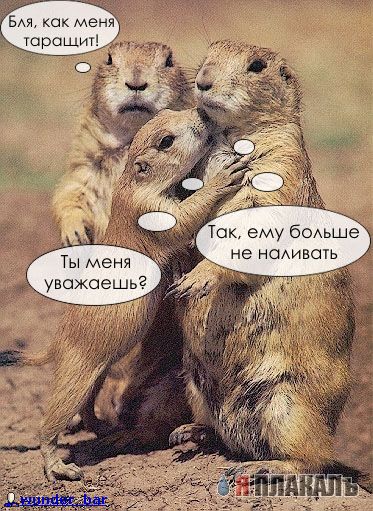 ГРЫЗУНЫ. Мыши, крысы, хомячки и т.д.