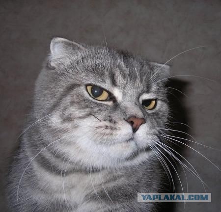 Фокус удался....