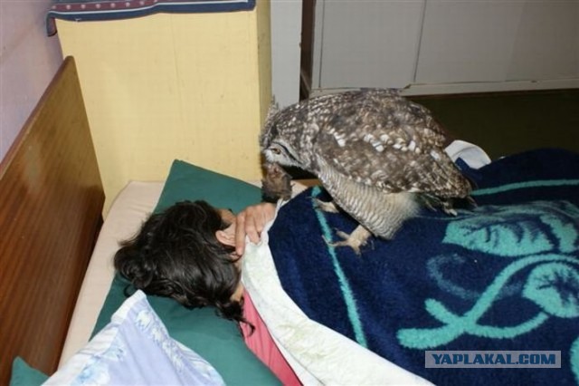 Не берите шиншилл