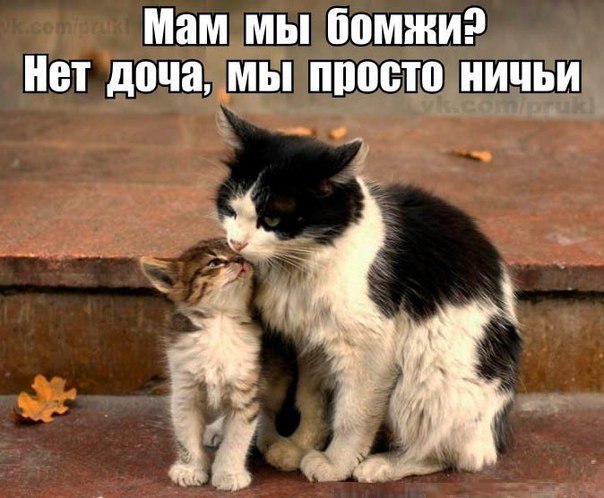 Мохнатые беспредельщики