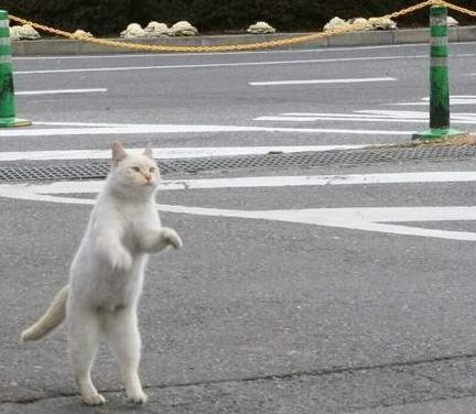 Коты, кошки, котята