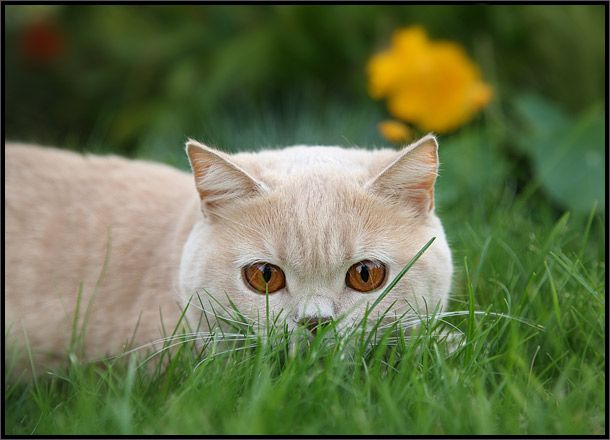 Котомёт на вторник