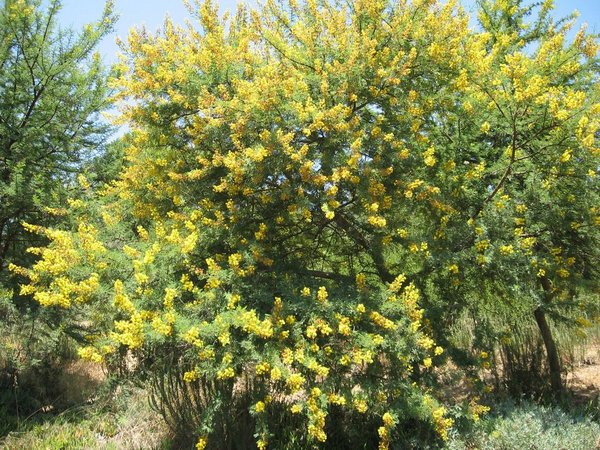 Быстрая колка дров с помощью покрышек