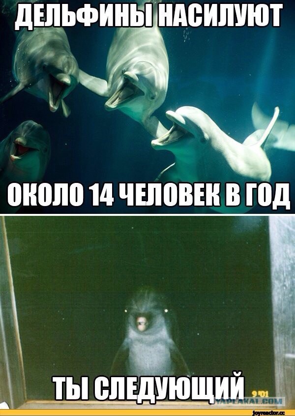 Индия признала дельфинов личностями и запретила дельфинарии