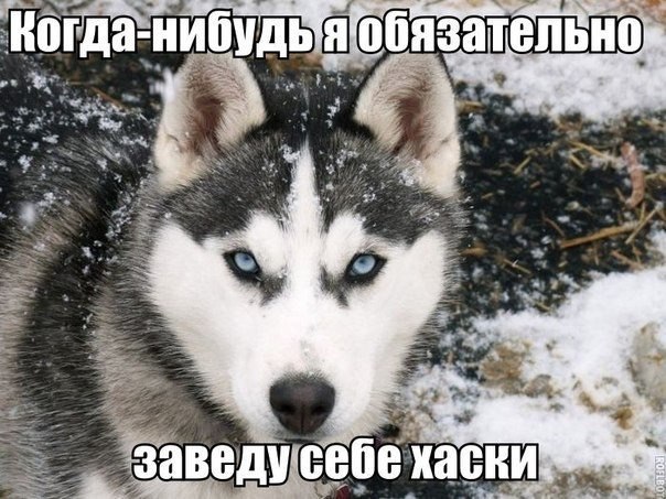 Божьи твари