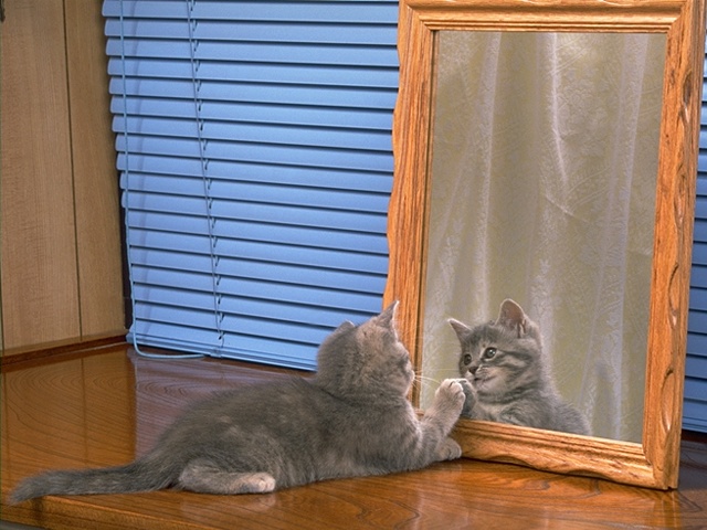 Котовторник на ЯПе (29.01)