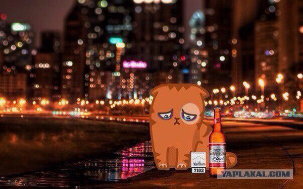 Картинки и приколы из сети