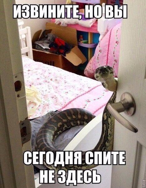 Прикольные животные