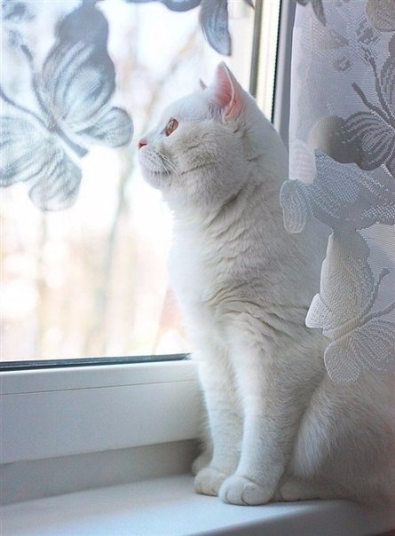 Коты из сети