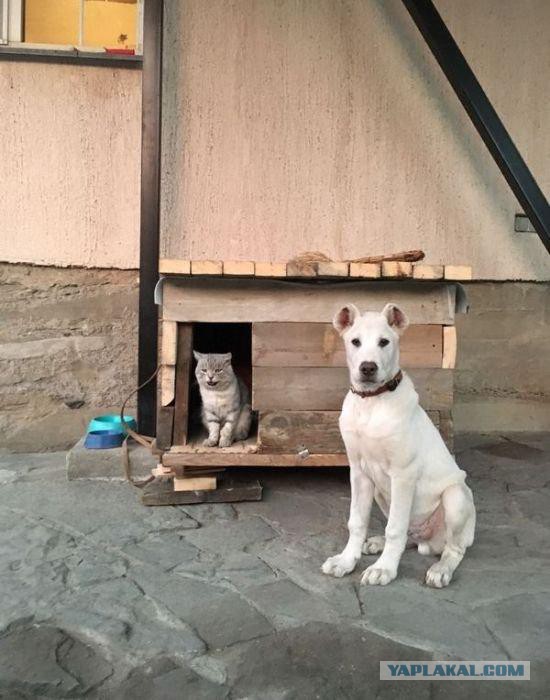 Котовторник 13.12.2016