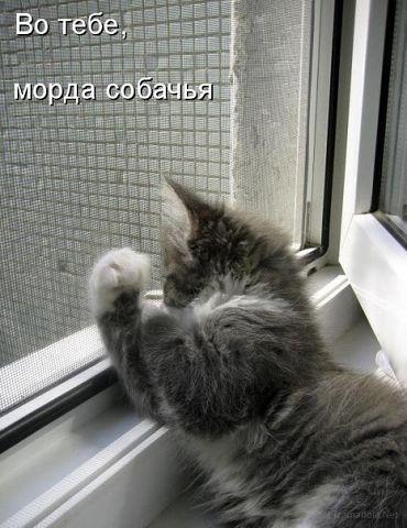 Коты из сети