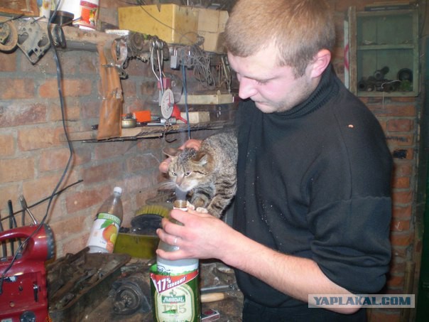 Между нами тает кот...