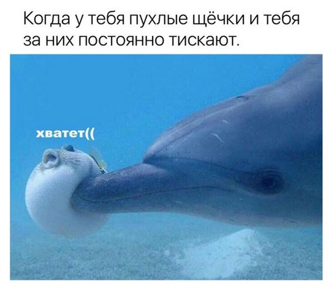 Подборка забавных животных