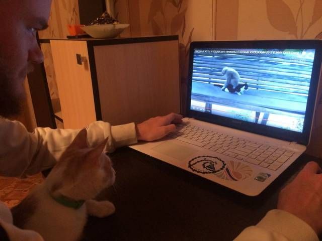Прикольных котов пост