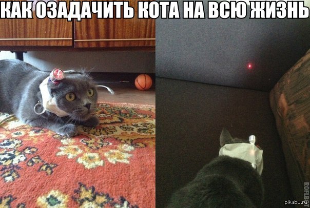 Когда завел себе кота, а кот завел себе кота и играет с ним, а не с тобой