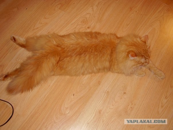 Котовторник на ЯПлакалъ (15.07.2008)