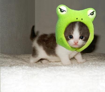 Уррааа! Котомет на ЯПлакалъ.