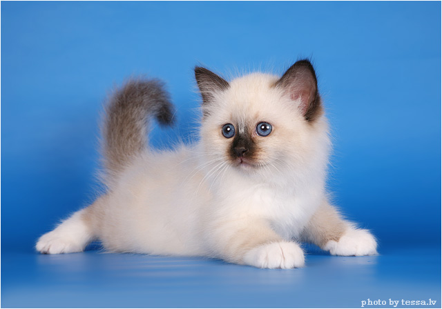 Котовторник 17 августа