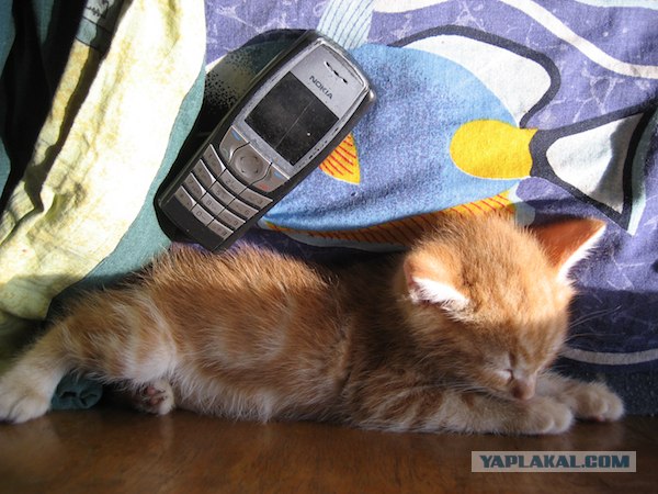 Выставка кошек