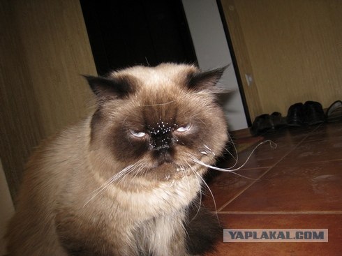 Супер-котофото на котовторник