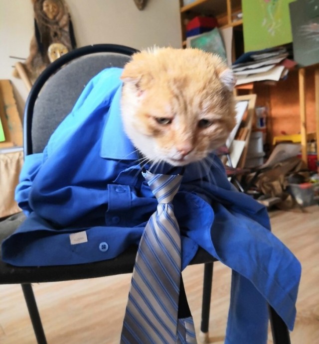 Прикольных котов пост