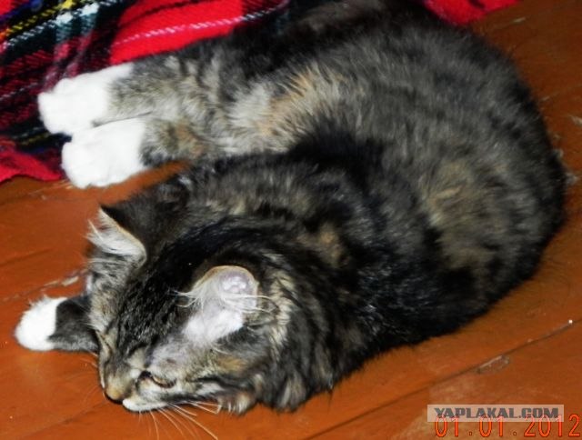 Котовторник  от 3.04.2012