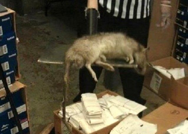 Гигантские крысы в Англии