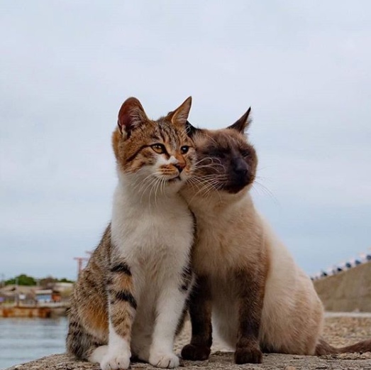 Прикольных котов пост